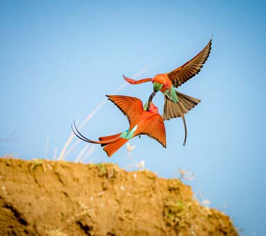 Why Choose Jewel of Africa for your Luxury Tanzania Safari